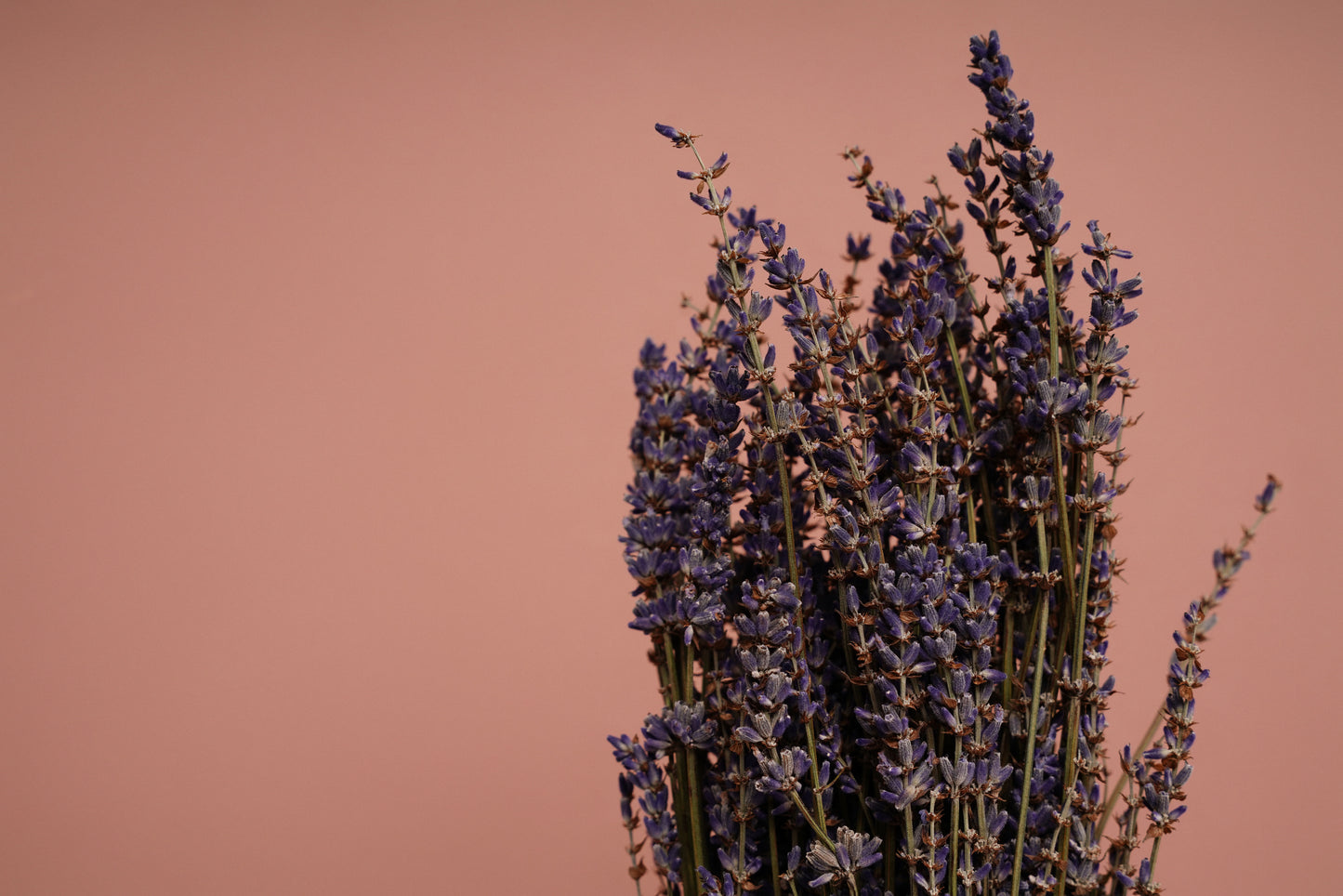 Bouquet de Lavanda