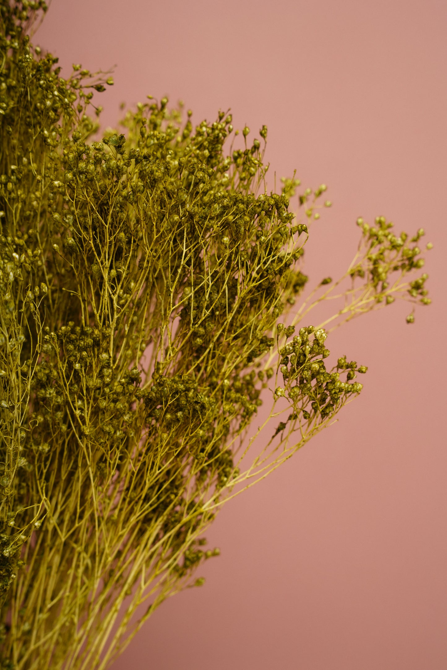 Bouquet Broom Bloom - Verde