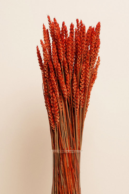 Bouquet Tarwe - Laranja